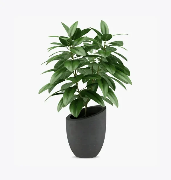 product-image-1_optimized Minim Veniam